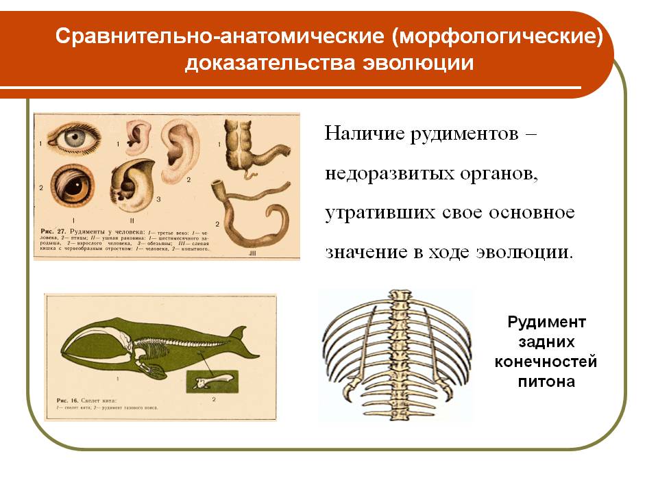 Сравнительно-анатомические (морфологические) доказательства эволюции