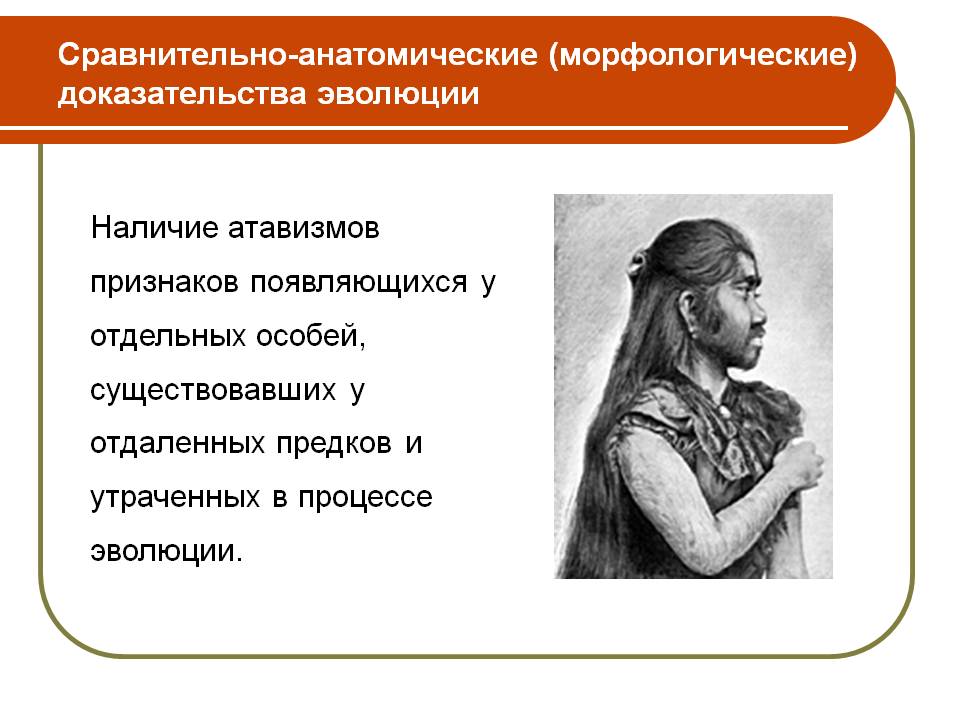 Сравнительно-анатомические (морфологические) доказательства эволюции