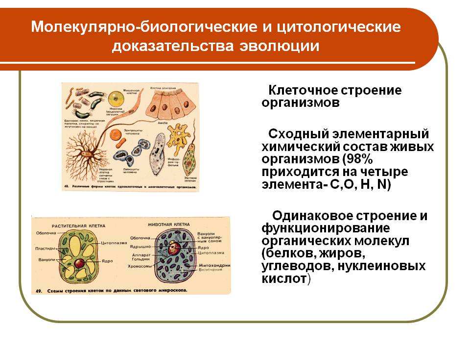 Молекулярно-биологические и цитологические доказательства эволюции