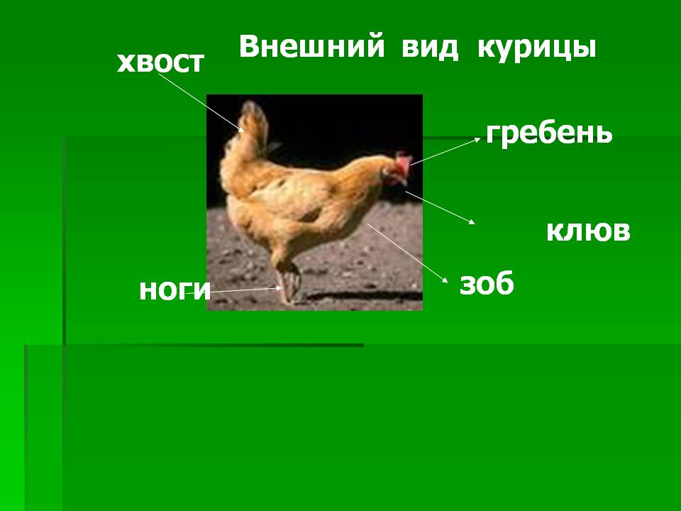 Внешний вид курицы