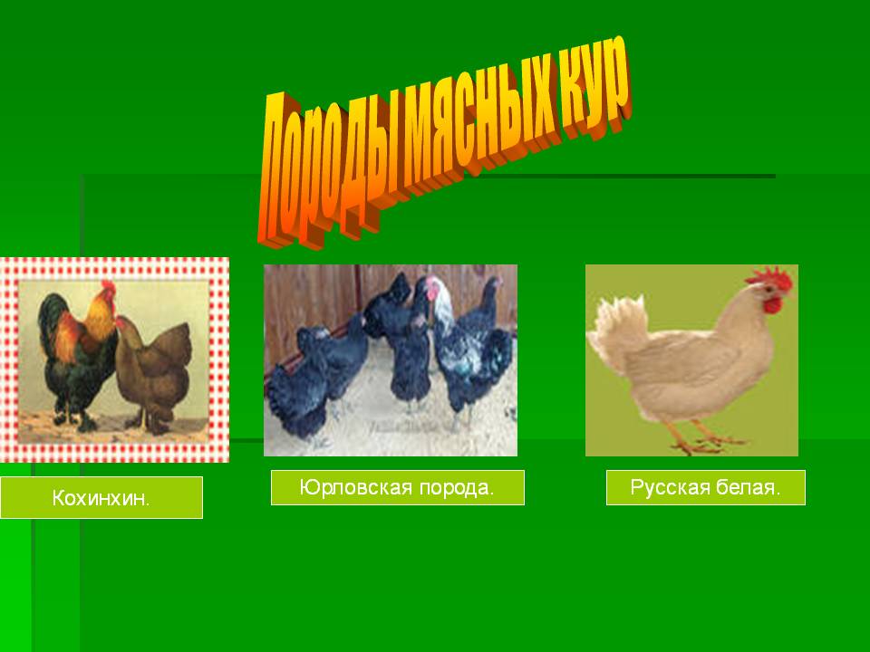 Породы мясных кур