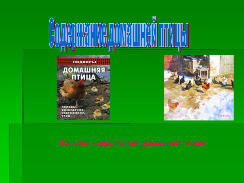 Содержание домашней птицы