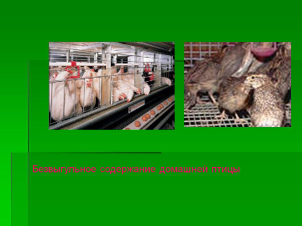 Безвыгульное содержание домашней птицы