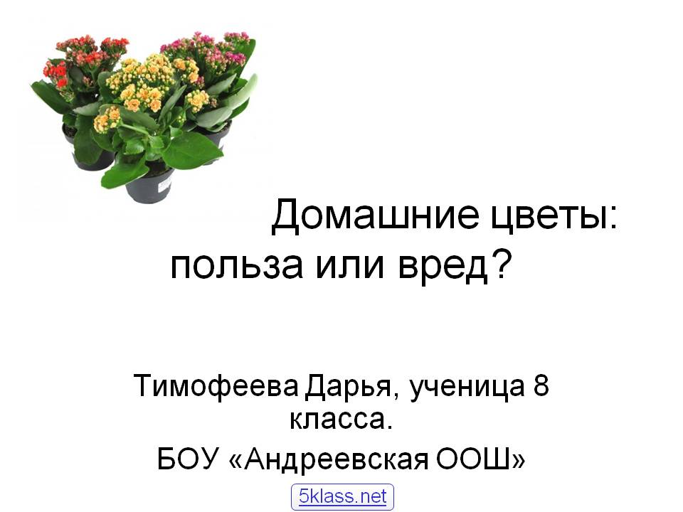 Домашние цветы
