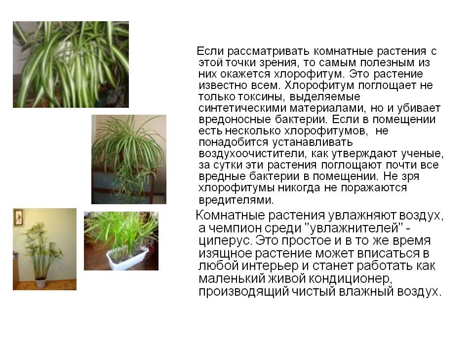 Комнатные растения