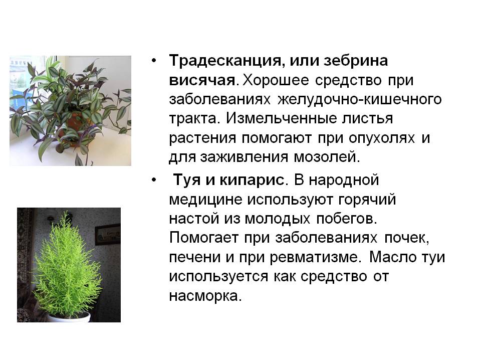Традесканция