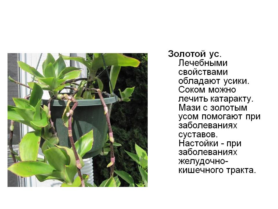 Золотой ус