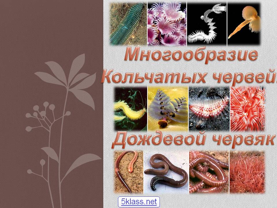 Многообразие кольчатых червей
