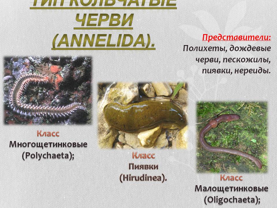 Тип Кольчатые черви