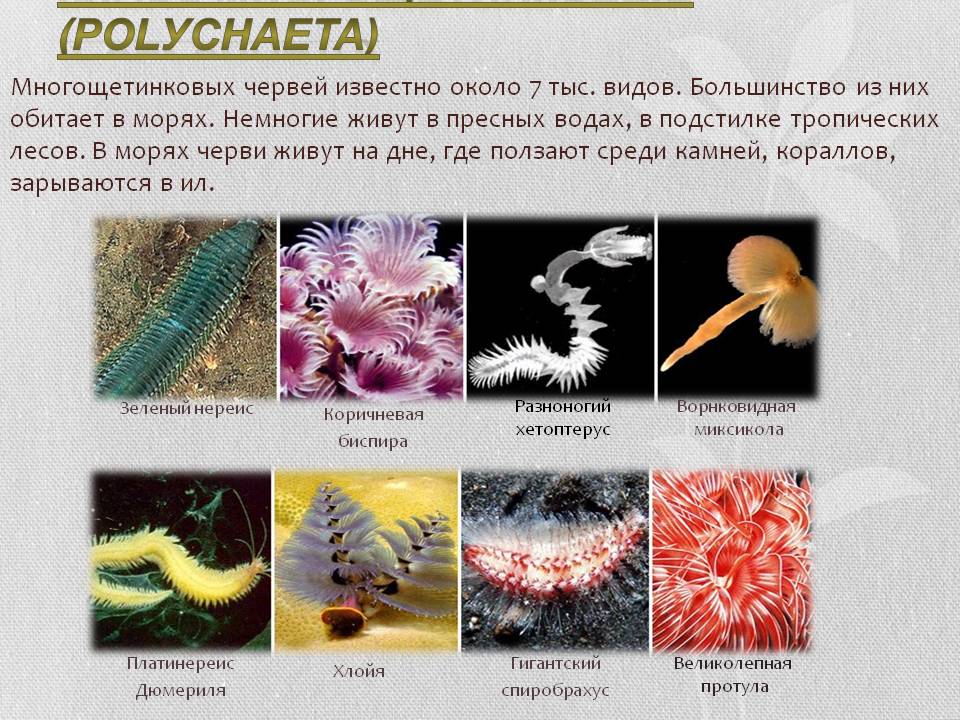 Класс Многощетинковые