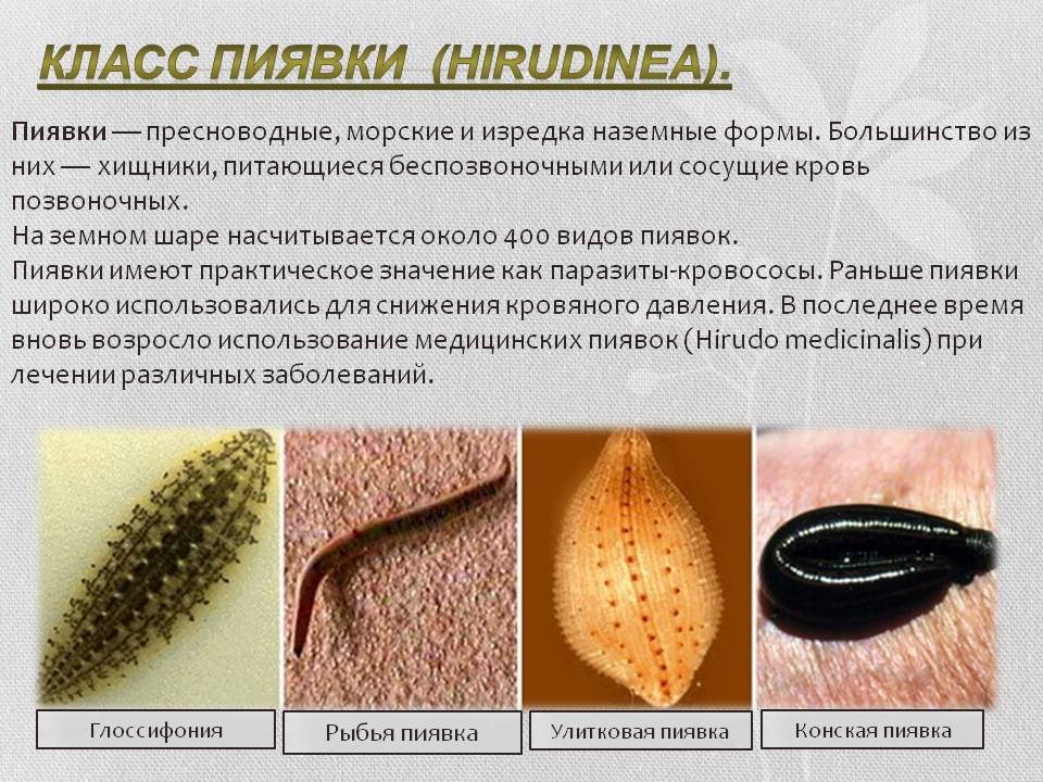 Класс Пиявки