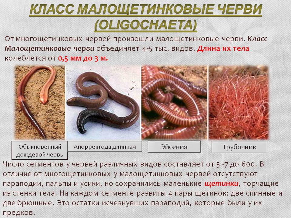 Класс Малощетинковые черви