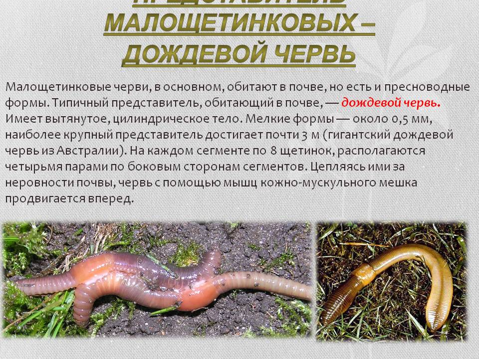 Представитель малощетинковых