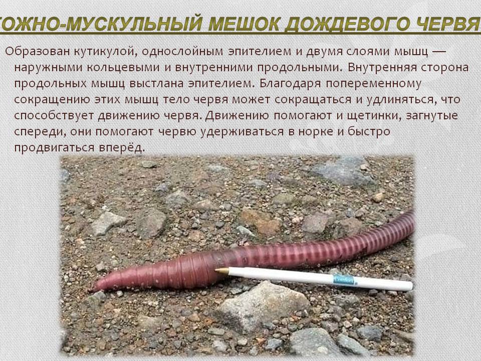 Кожно-мускульный мешок