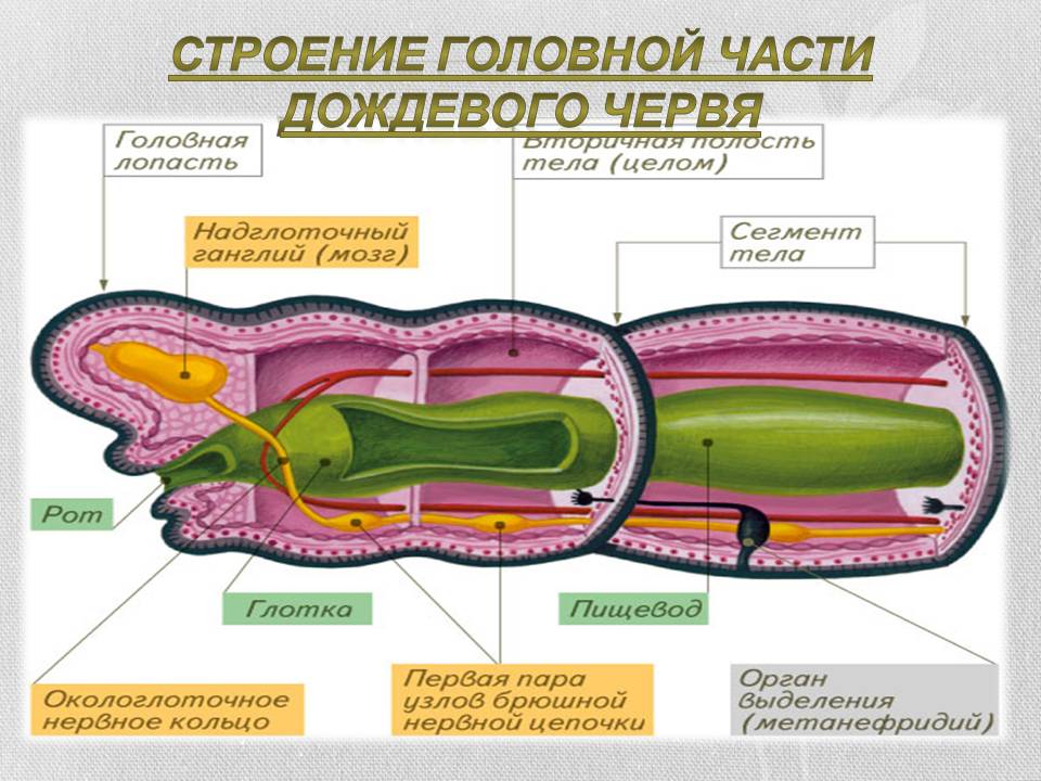 Строение головной части