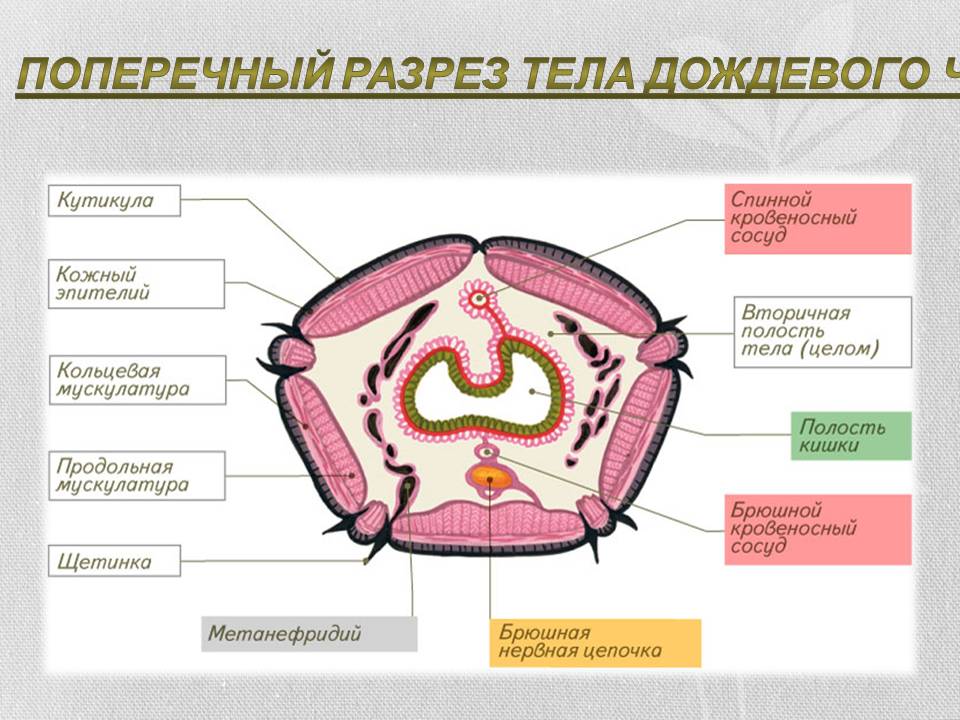 Поперечный разрез