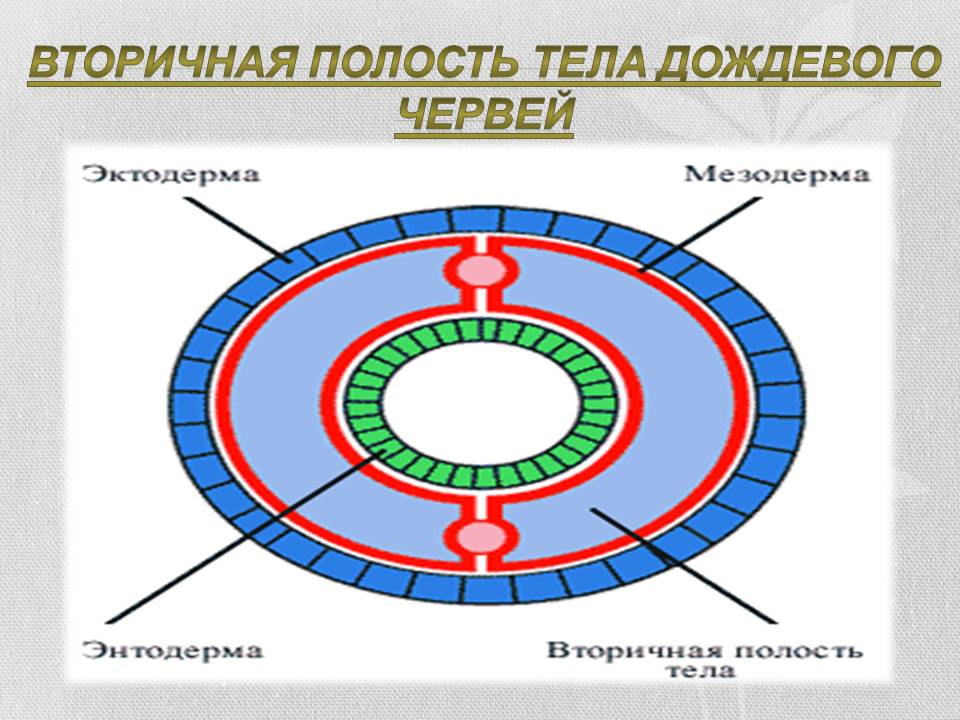 Вторичная полость тела