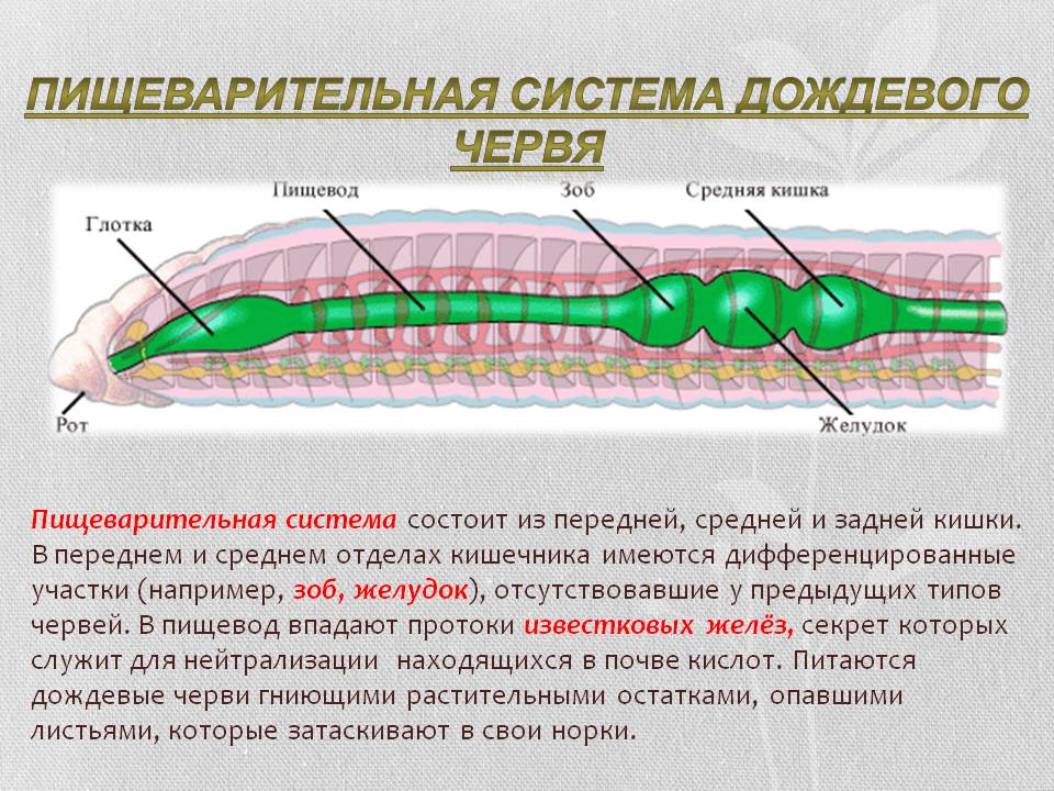 Пищеварительная система