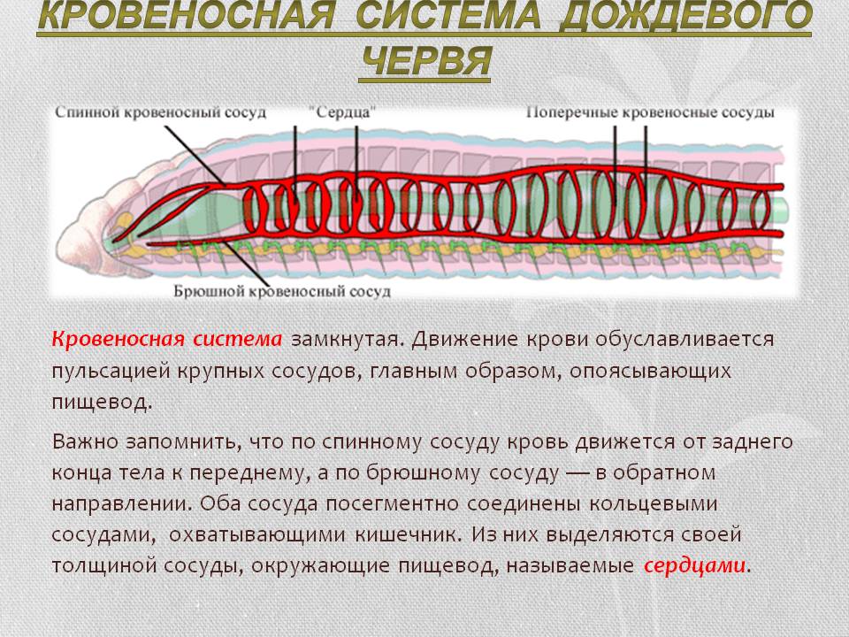 Кровеносная система