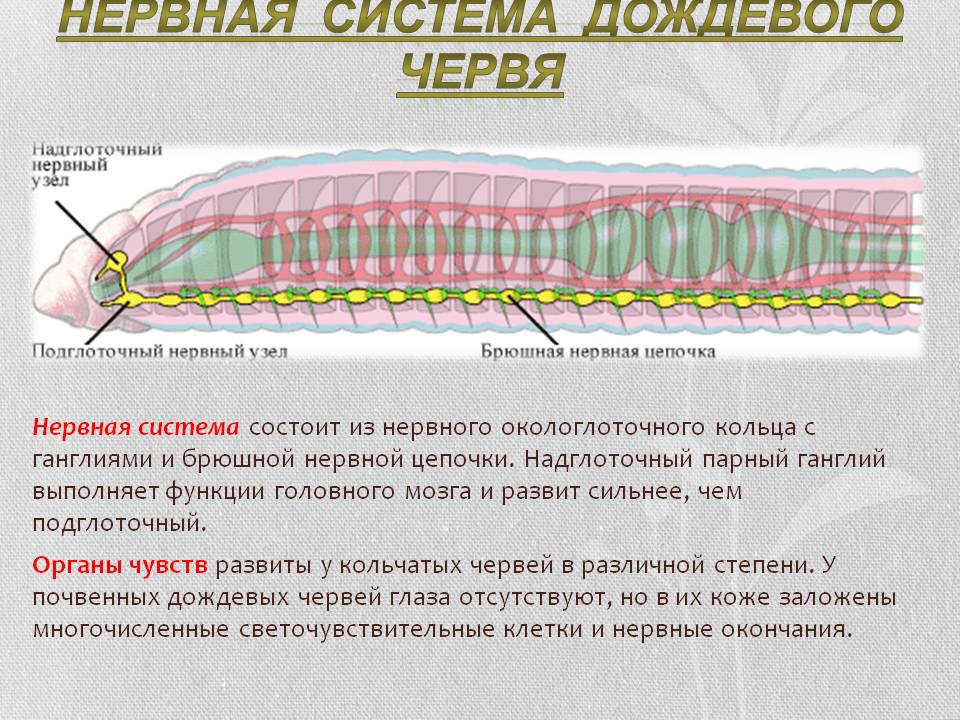 Нервная система