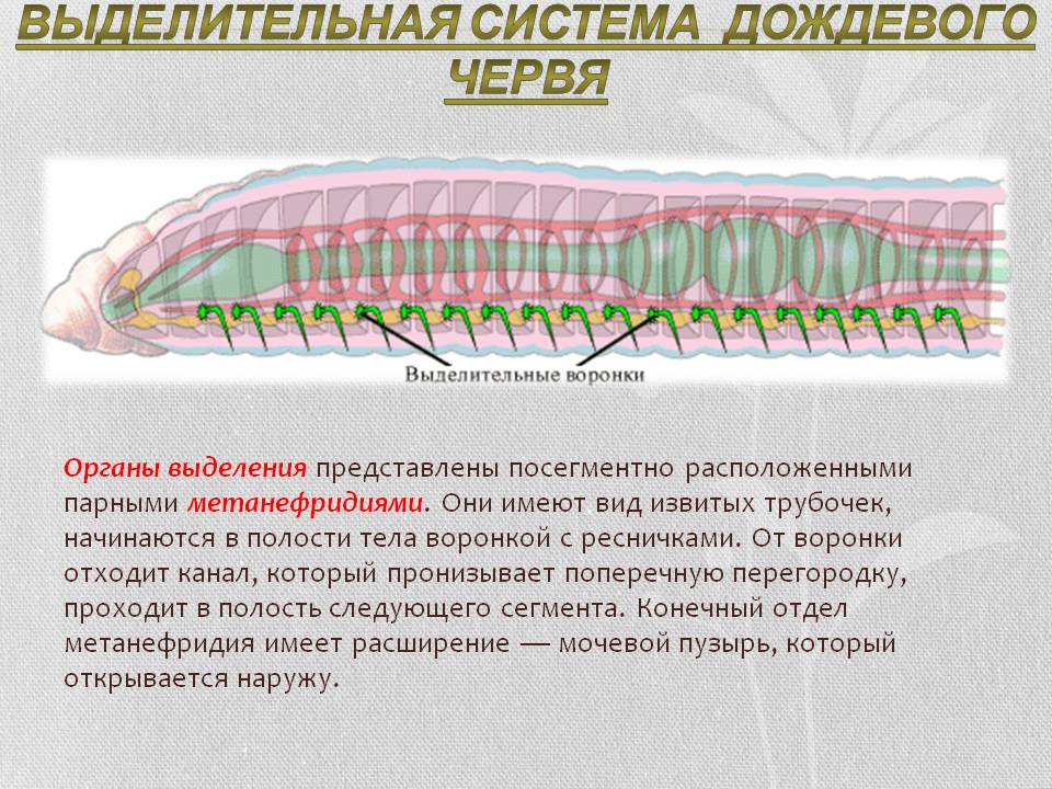 Выделительная система