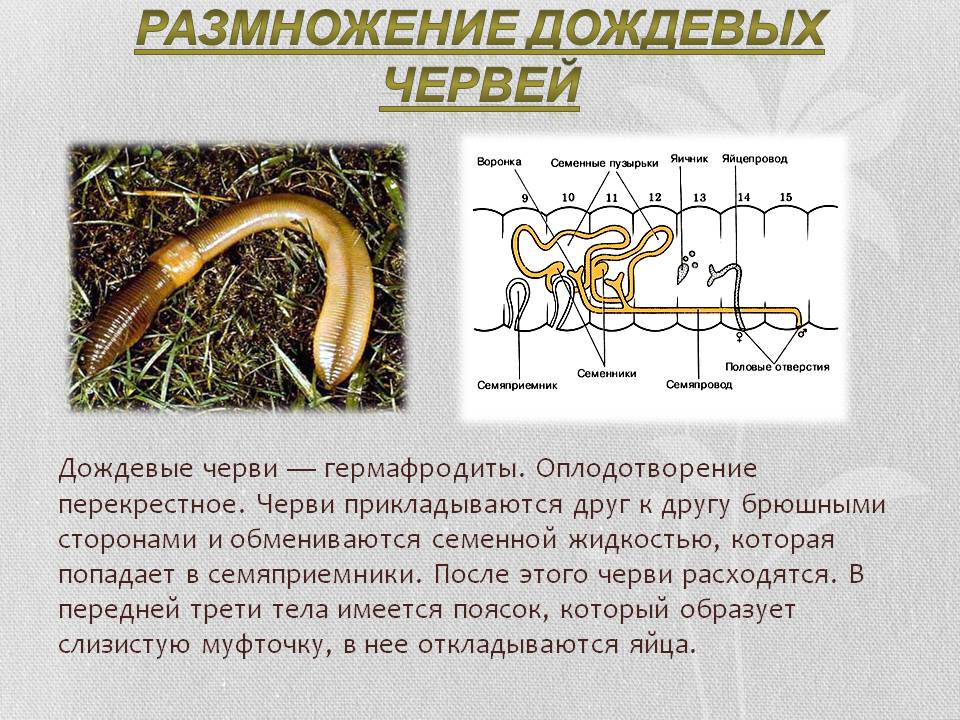 Размножение