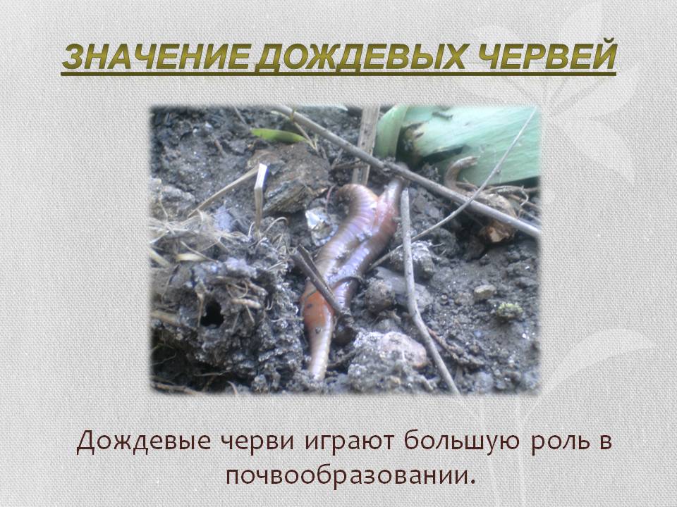 Значение