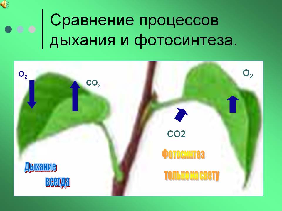 Сравнение процессов дыхания и фотосинтеза
