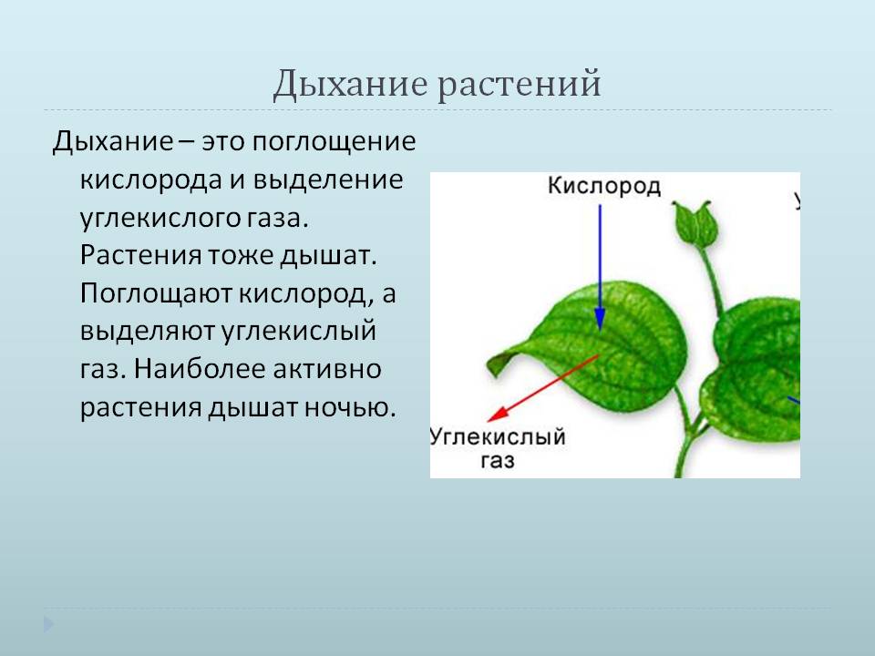 Дыхание растений
