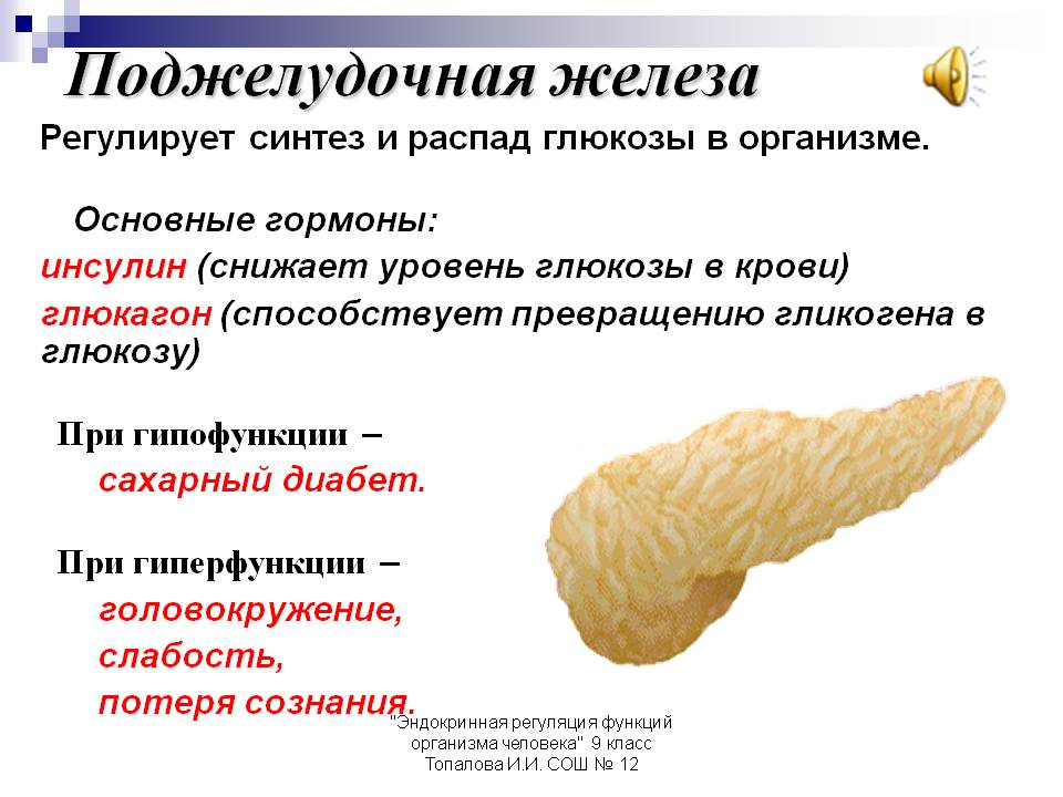 Поджелудочная железа