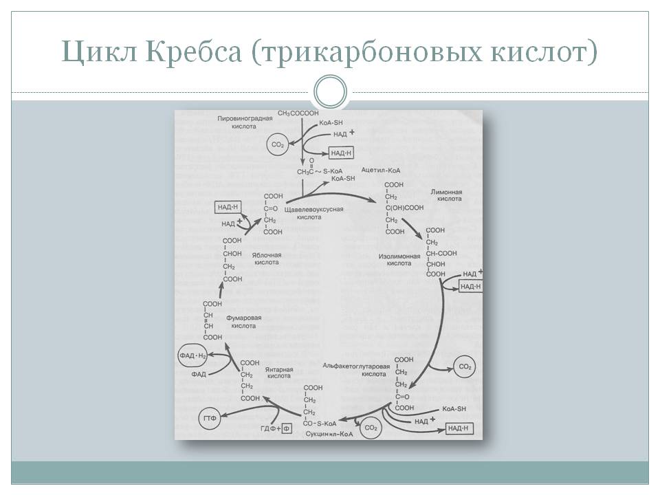 Цикл Кребса (трикарбоновых кислот)