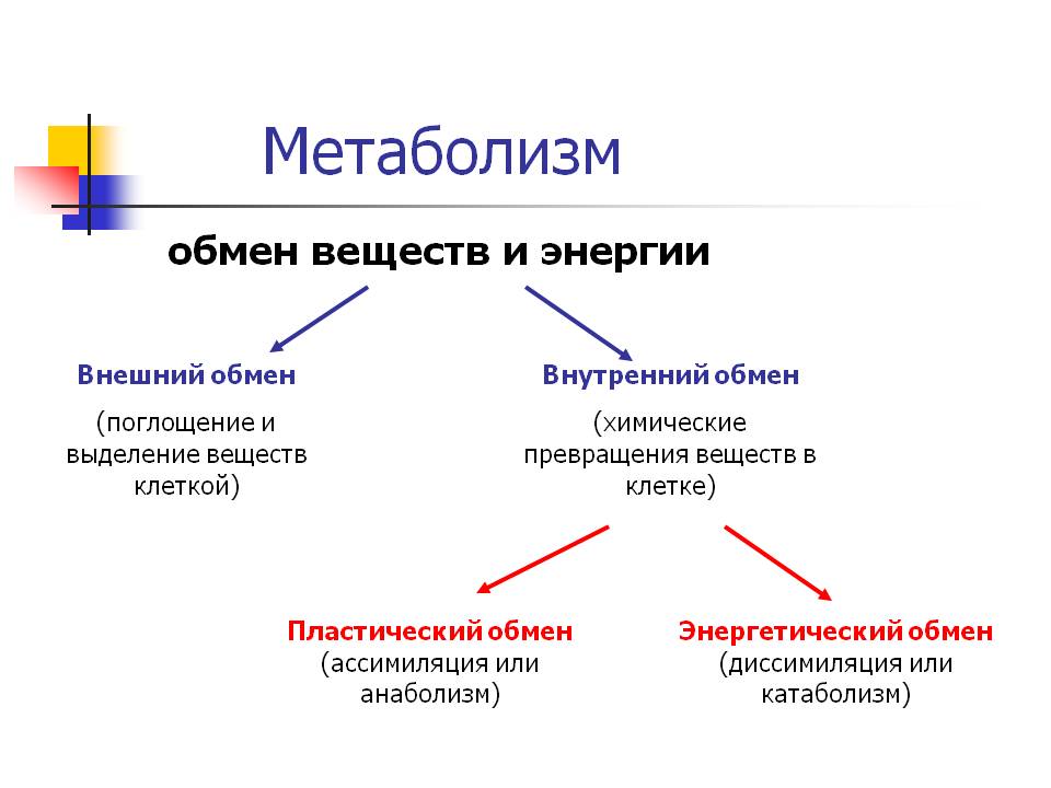 Метаболизм
