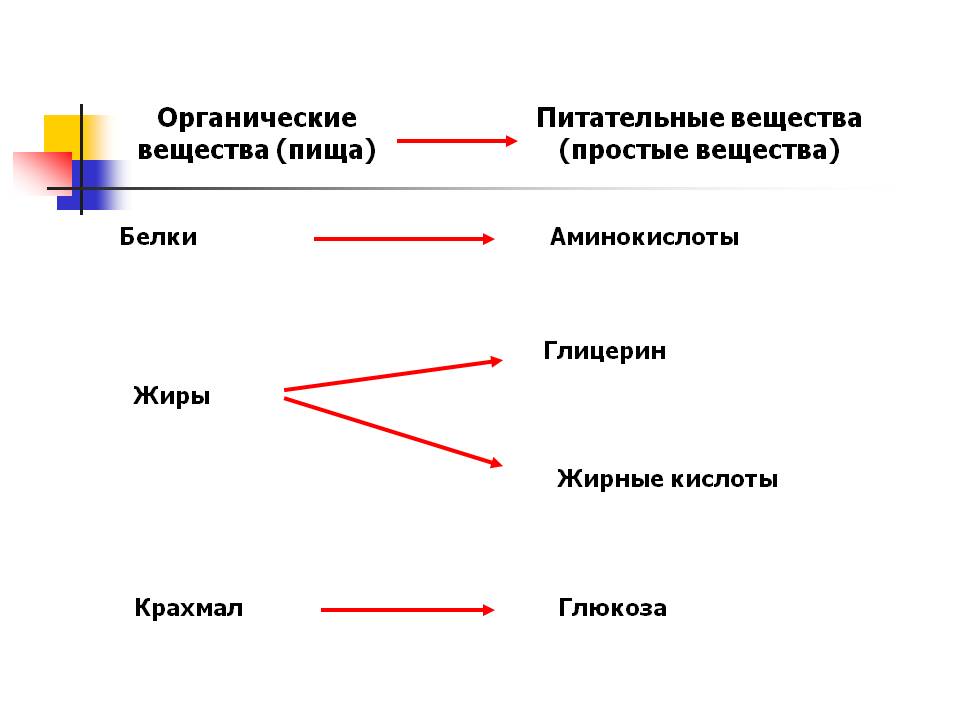 Энергетический обмен в клетке