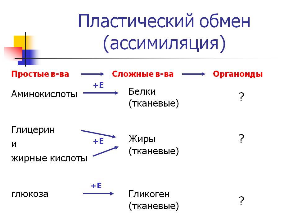 Пластический обмен (ассимиляция)