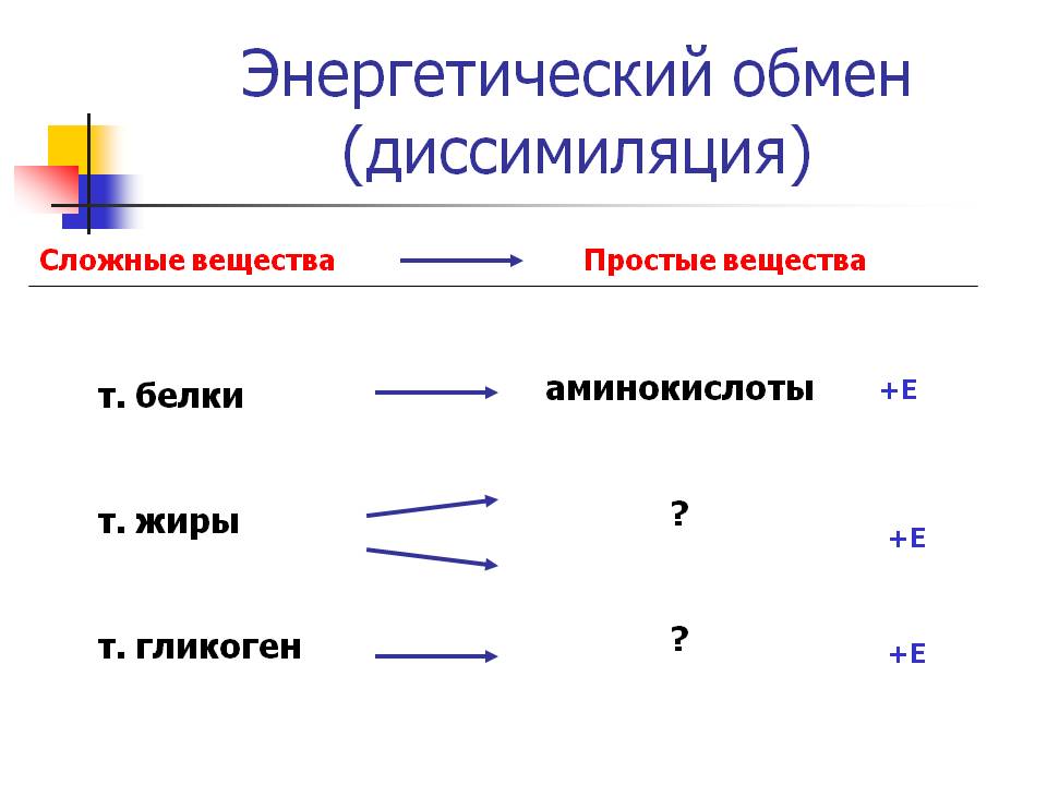 Энергетический обмен (диссимиляция)