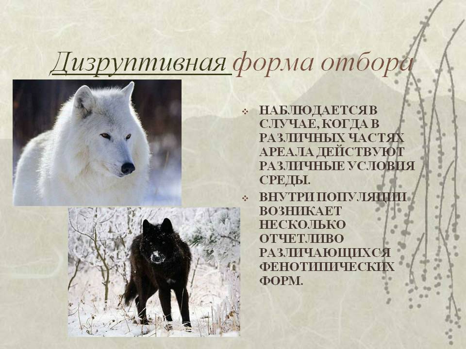 Дизруптивная форма отбора