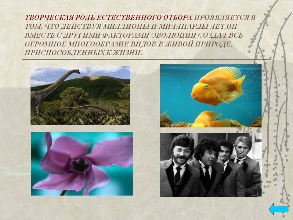 Творческая роль естественного отбора проявляется в том, что действуя