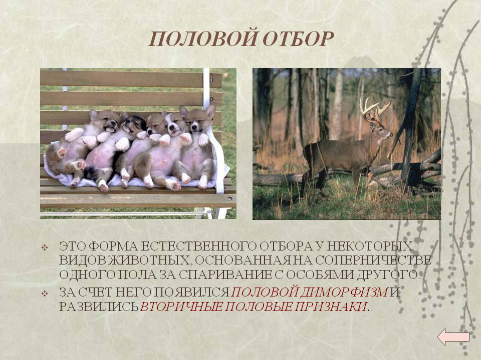 Половой отбор