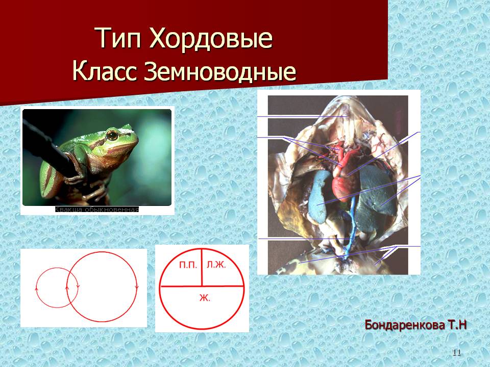 Тип Хордовые Класс Земноводные