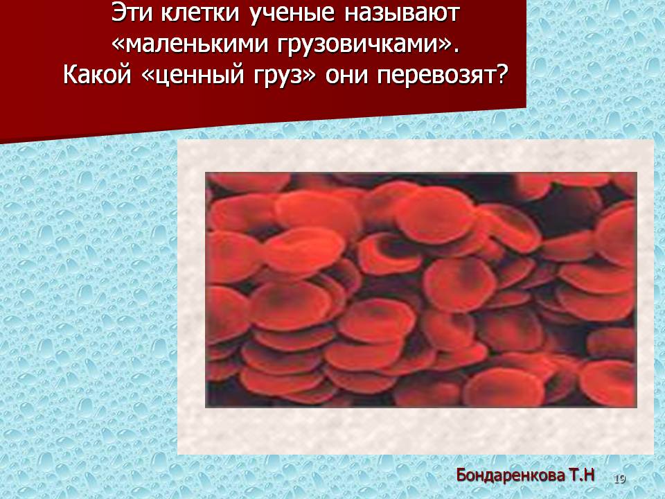 Эти клетки ученые называют «маленькими грузовичками»