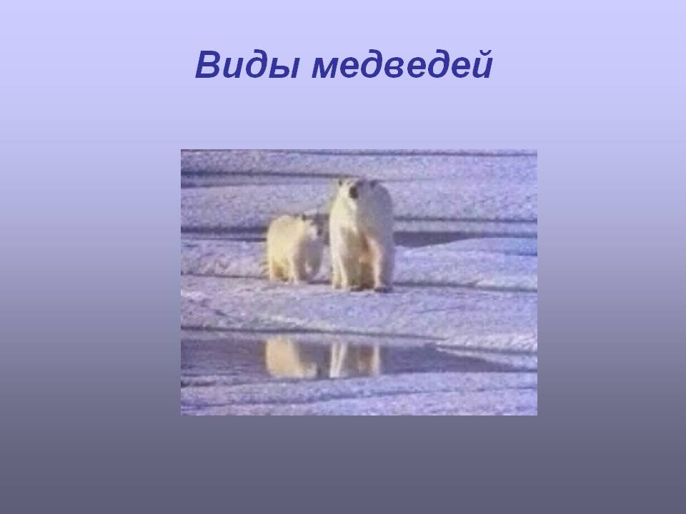 Виды медведей
