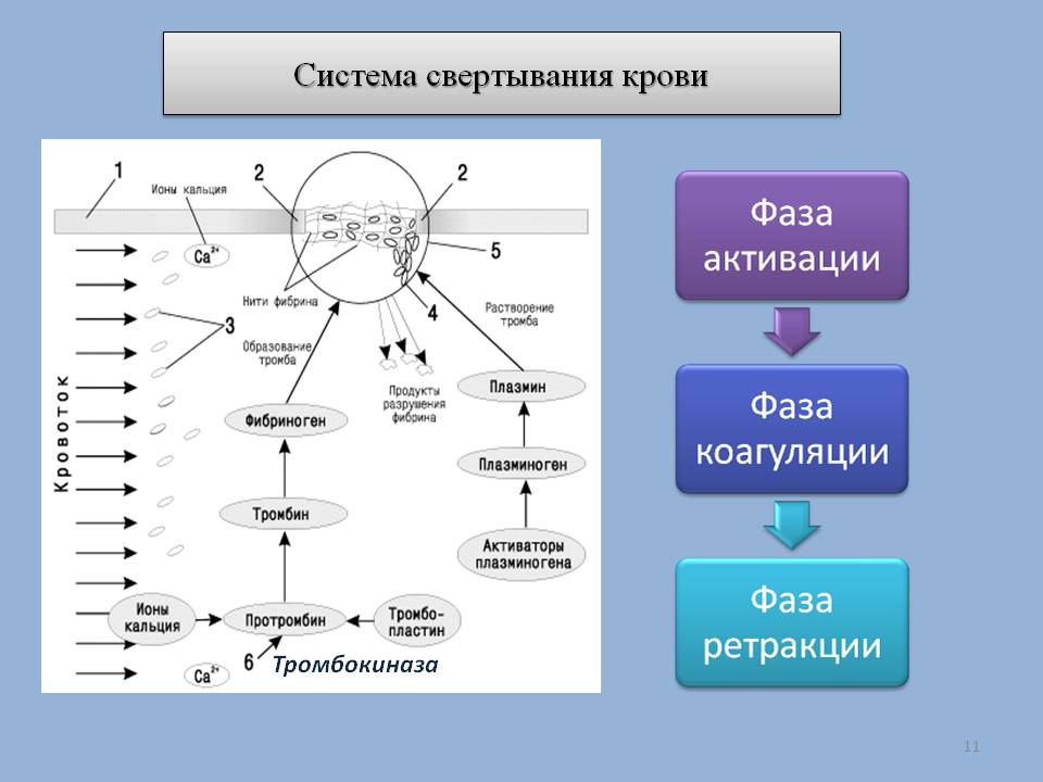 Система свертывания крови