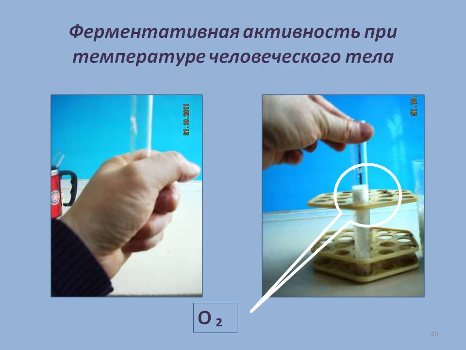 Ферментативная активность при температуре человеческого тела