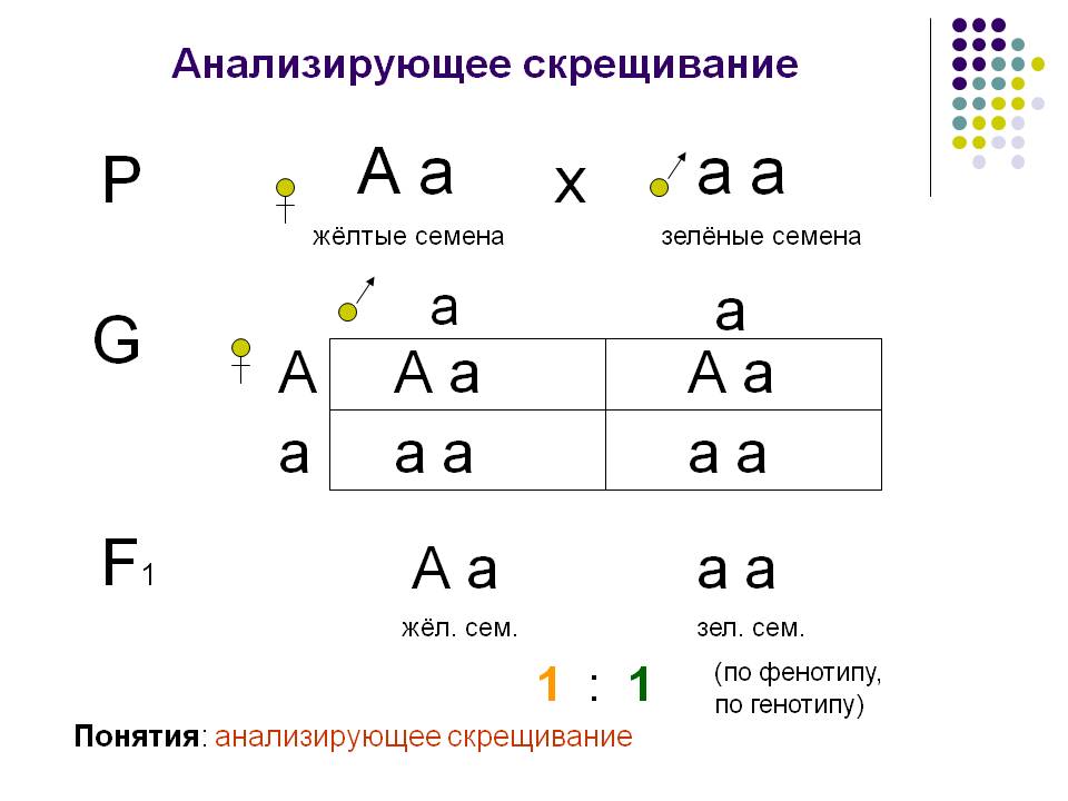 Зелёные семена