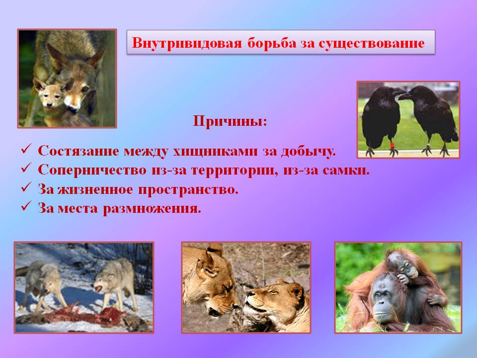 Соперничество