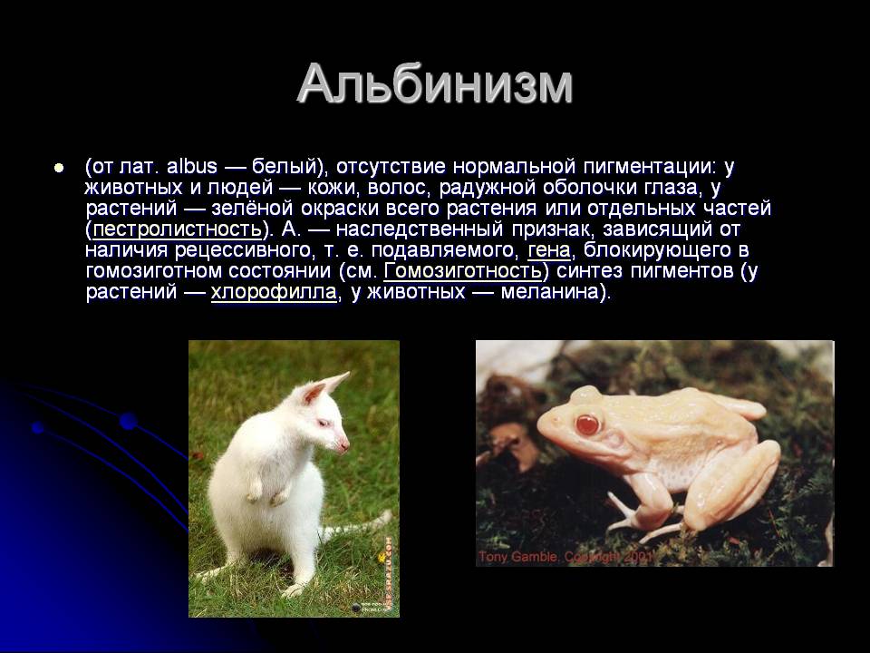 Альбинизм
