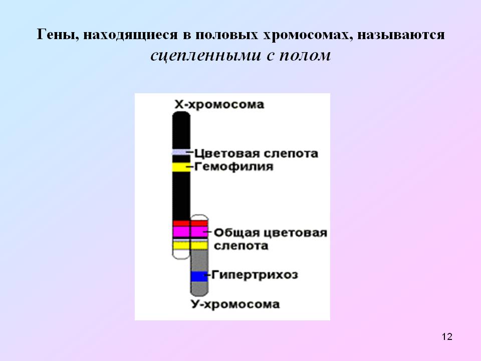 Гены, находящиеся в половых хромосомах, называются сцепленными с полом