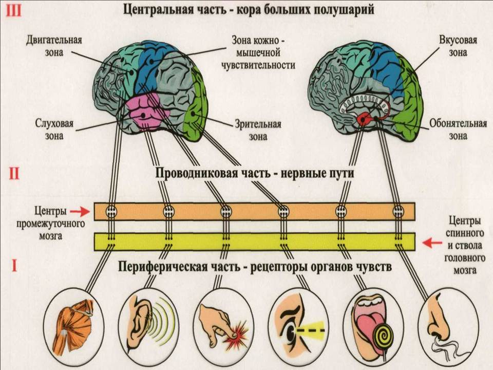 Гигиена органов зрения