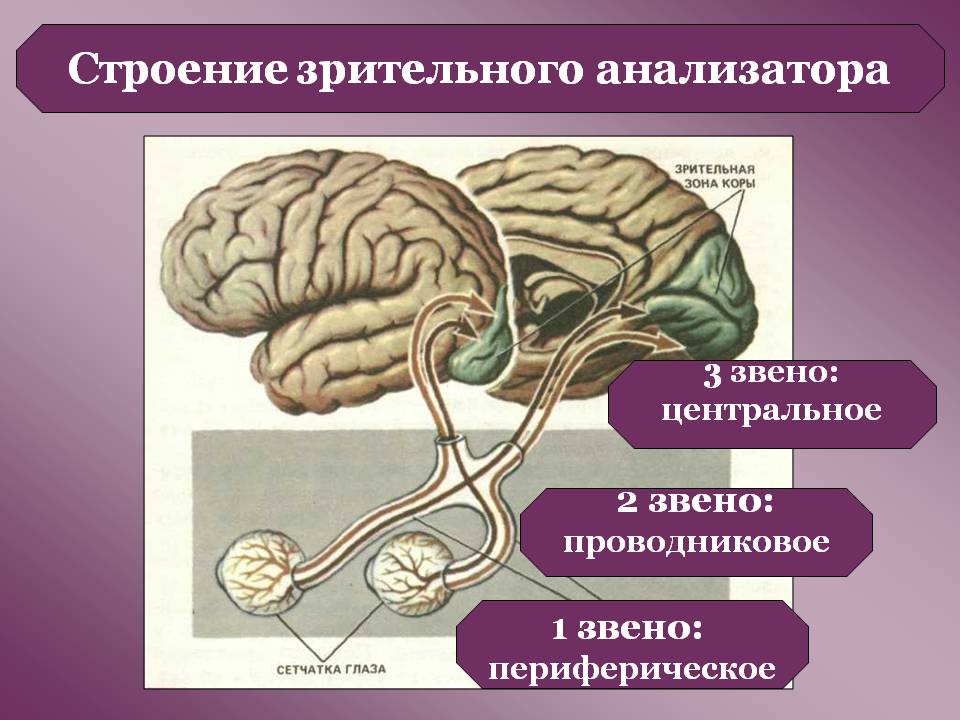 Строение зрительного анализатора