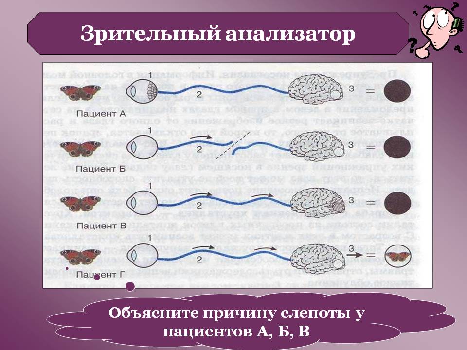 Зрительный анализатор